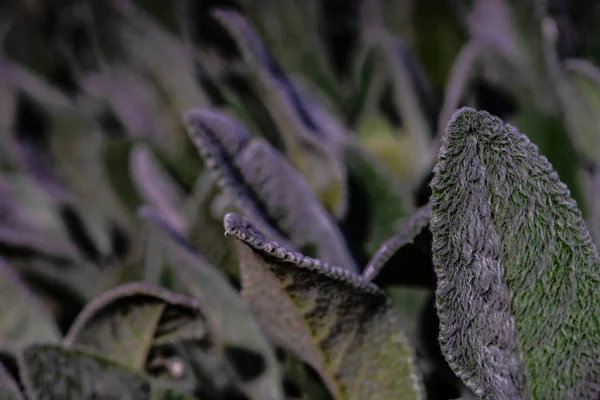 Fondo Estivo Naturale Con Foglie Piante Fresche — Foto Stock