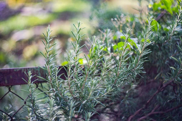 料理のコンセプトとして家庭菜園のローズマリー植物 — ストック写真