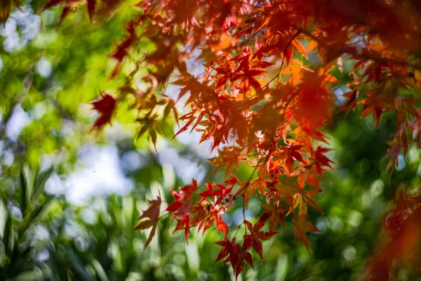 Japoński Czerwony Klon Drzewo Liście Jako Jesienne Tło — Zdjęcie stockowe