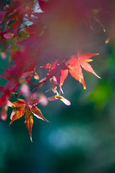 Japoński Czerwony Klon Drzewo Liście Jako Jesienne Tło — Zdjęcie stockowe