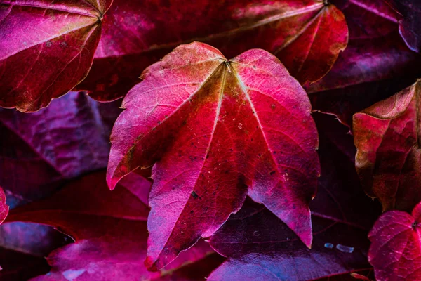 Latar Belakang Autumnal Dibuat Dengan Daun Merah Tanaman Anggur Liar — Stok Foto