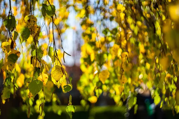 Folhas Amarelas Outonais Bétula Como Fundo Sazonal Natural — Fotografia de Stock