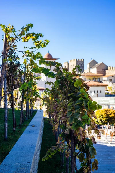 Videira Plantas Quintal Interno Castelo Medieval Akhaltsikhe Cidade Conhecido Como — Fotografia de Stock