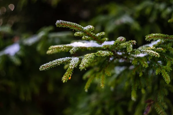 Drzewo Jodłowe Szyszki Śniegiem Lodem Dzikim Lesie — Zdjęcie stockowe