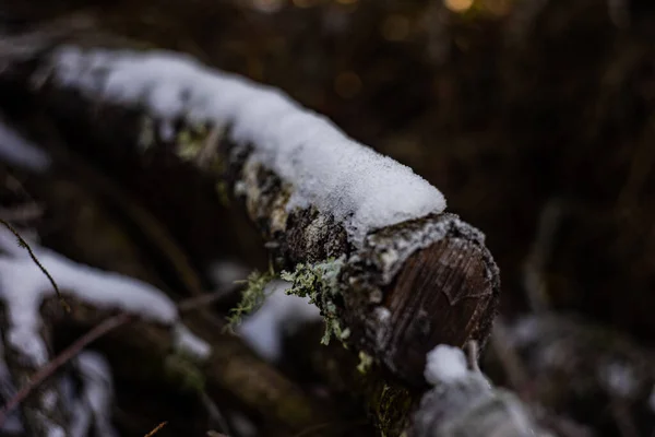 Ağaç Gövdesi Dalları Kışın Karla Kaplıdır — Stok fotoğraf
