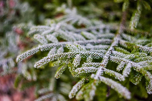 Árvore Abeto Cones Com Neve Gelo Floresta Selvagem — Fotografia de Stock