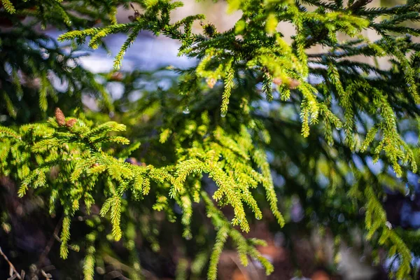 Fir Tree Cones Snow Ice Wild Forest — Stock Photo, Image