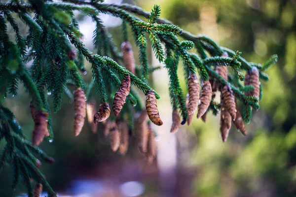 Fir Tree Cones Snow Ice Wild Forest — Stock Photo, Image