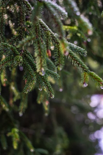 Vuurboom Kegels Met Sneeuw Ijs Het Wilde Bos — Stockfoto