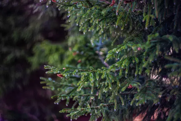 Abete Coni Con Neve Ghiaccio Nella Foresta Selvaggia — Foto Stock