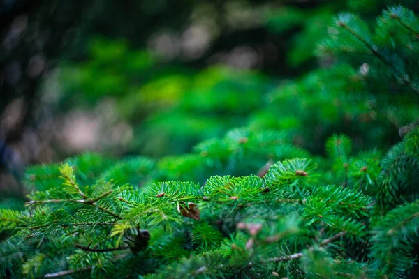 Híres Park Város Üdülőhely Ásványvíz Források Borjomi Hegyekben Grúzia — Stock Fotó