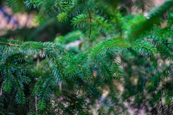 Berömd Park Staden Resort Med Mineralvatten Källor Borjomi Bergen Georgien — Stockfoto