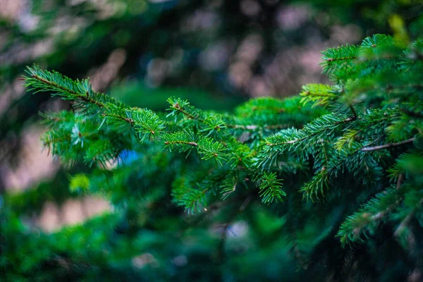 Słynny Park Kurorcie Miejskim Źródłami Wody Mineralnej Borjomi Górach Gruzji — Zdjęcie stockowe