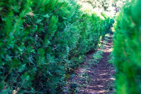 Thuja Pflanzentunnel Garten Bei Herbstlichem Sonnenschein — Stockfoto