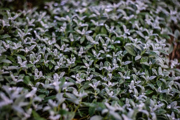 Primo Piano Della Pianta Verde Del Mattino Con Acqua Giardino — Foto Stock