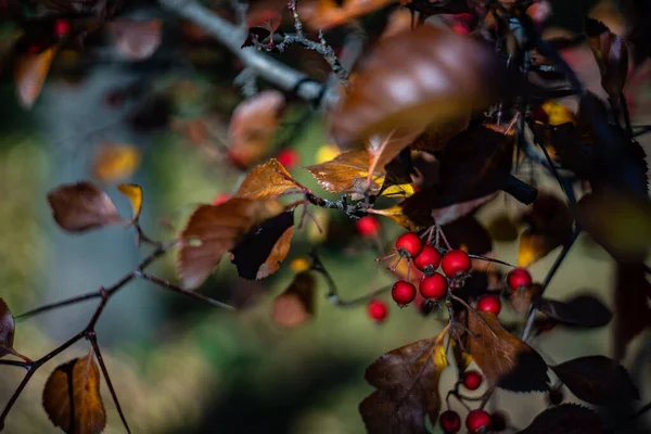 Wild Red Berries Autumnal Forest — Stock Photo, Image