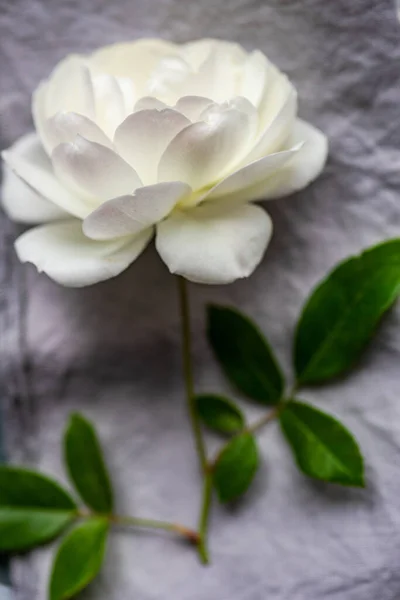 Flores Brancas Florescendo Rosa Fundo Concreto Como Conceito Cartão Floral — Fotografia de Stock