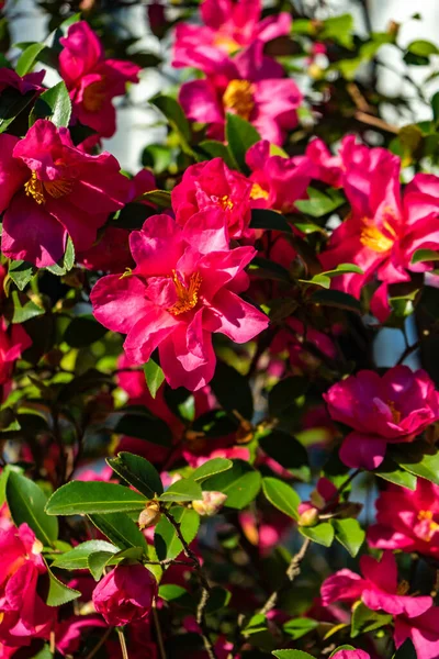 Flores Rosadas Brillantes Árbol Gardenia — Foto de Stock