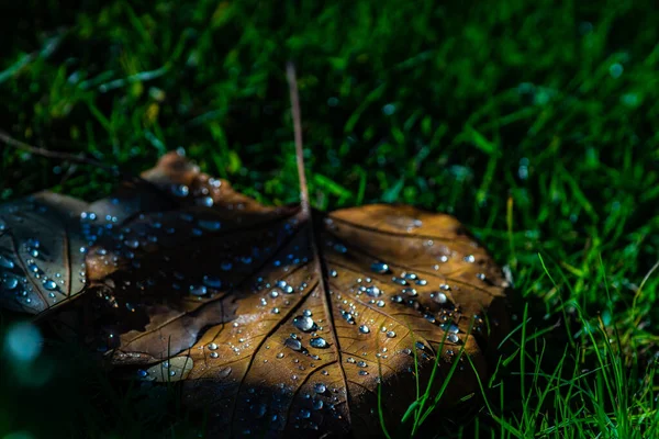 Fallen Leaves Morning Dew Green Grass Background — Stock Photo, Image