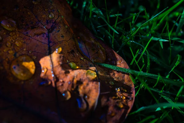 Upadłe Liście Poranną Rosą Zielonym Tle Trawy — Zdjęcie stockowe