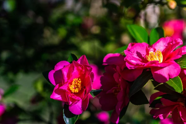 Gardenya Ağacında Parlak Pembe Çiçekler — Stok fotoğraf