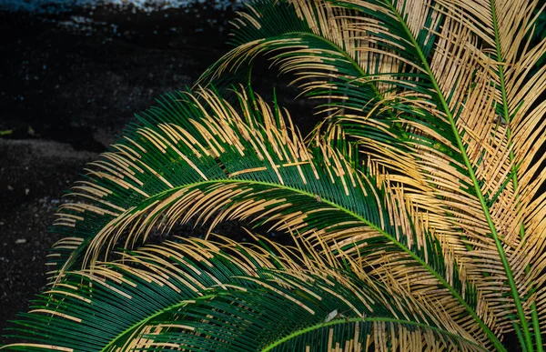 Piante Palma Nel Giardino Tropicale Come Concetto Natura Estiva — Foto Stock