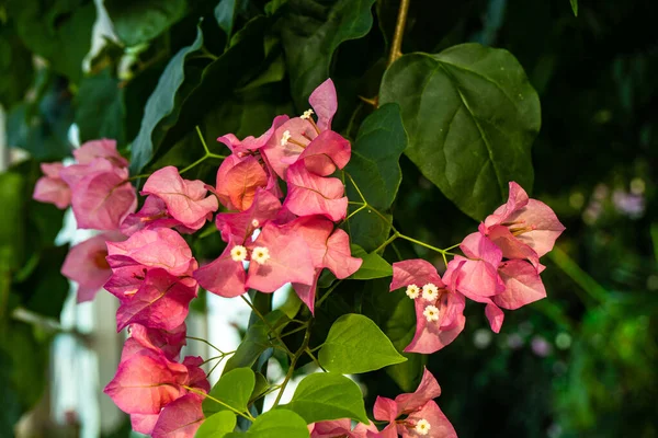 开着美丽花朵的热带花园 — 图库照片