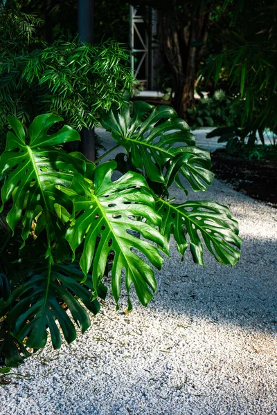 Jardin Tropical Avec Des Feuilles Vertes Plante Monstera — Photo