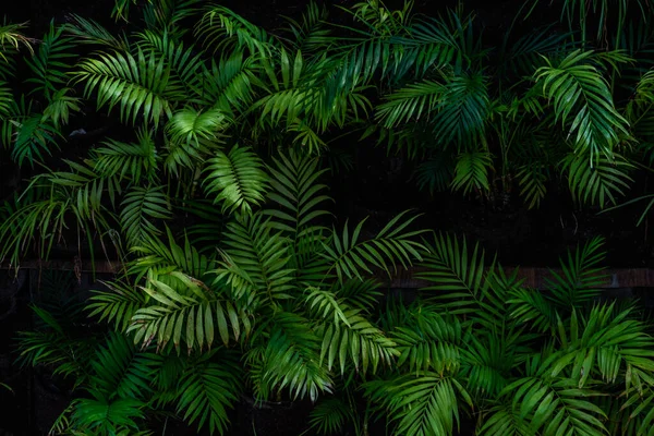 Piante Palma Nel Giardino Tropicale Come Concetto Natura Estiva — Foto Stock