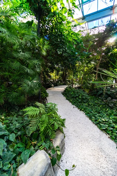 Chemin Réalisé Avec Des Pierres Blanches Dans Jardin Tropical — Photo