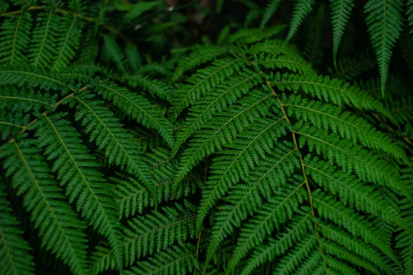 シダ植物の緑の葉の近くの背景 — ストック写真