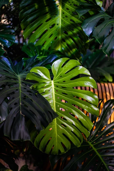 Giardino Tropicale Con Foglie Verdi Della Pianta Monstera — Foto Stock