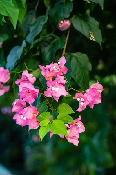 Blooming Tropical Garden Beautiful Flowers — стоковое фото