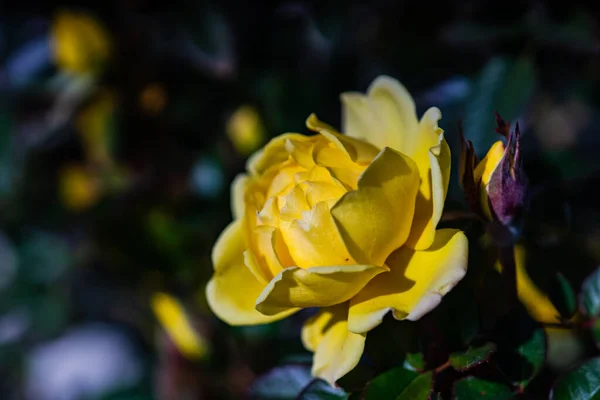 Közel Sárga Rózsabokor Virágzik Kertben — Stock Fotó