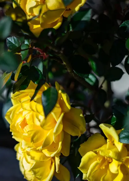 Close Yellow Rose Bush Blooming Garden — стоковое фото