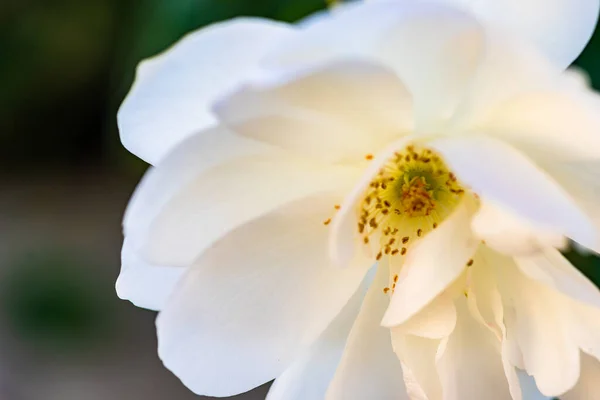 Close White Rose Bush Blooming Garden — стоковое фото