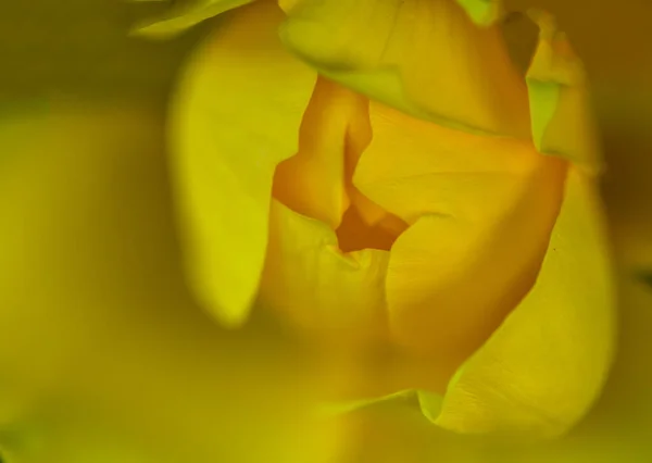 Gros Plan Rosier Jaune Fleurissant Dans Jardin — Photo