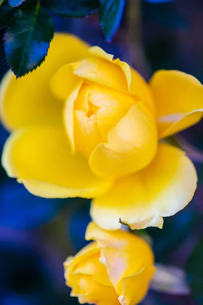 Zbliżenie Żółtego Krzewu Róży Kwitnącego Ogrodzie — Zdjęcie stockowe
