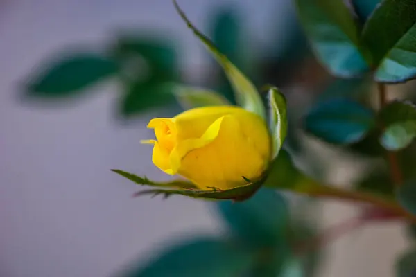 Close Yellow Rose Bush Blooming Garden — 图库照片