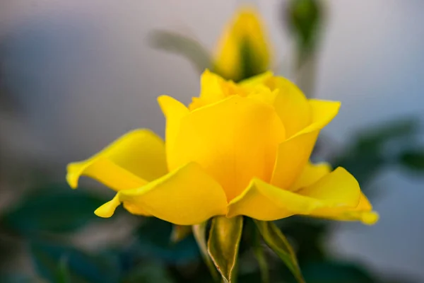 Close Yellow Rose Bush Blooming Garden — Stockfoto