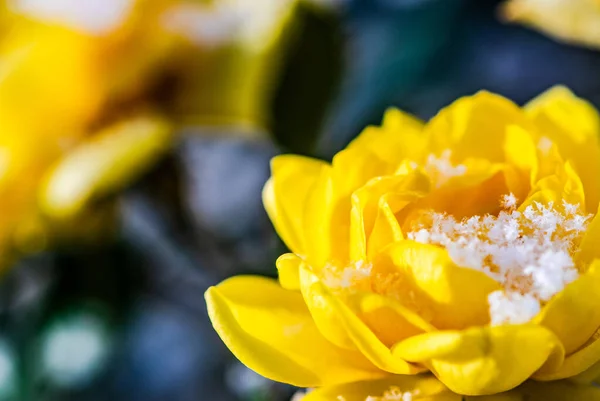 Blommande Gul Ros Buske Trädgården Snön Tid — Stockfoto