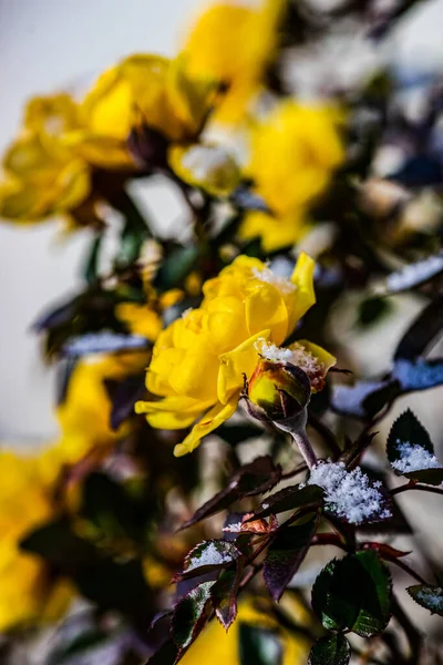 Blommande Gul Ros Buske Trädgården Snön Tid — Stockfoto