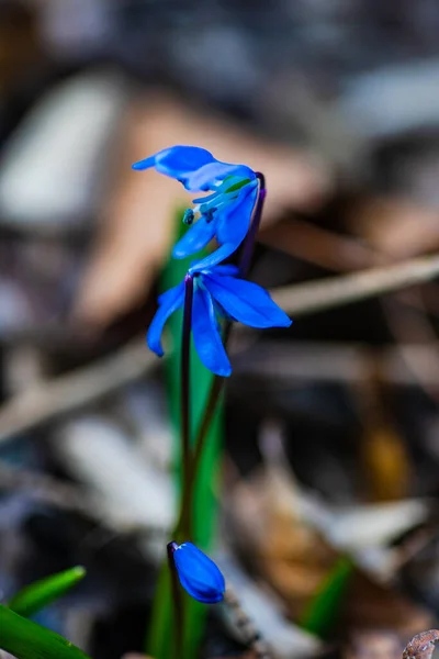 Перша Весна Сині Квіти Scilla Siberica Дикому Лісі — стокове фото