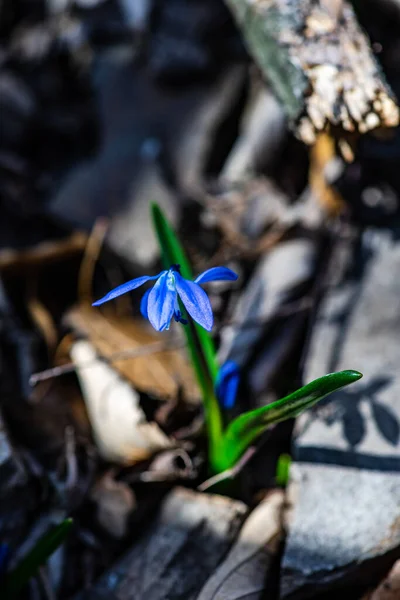 Första Våren Blå Scilla Siberica Blommor Vild Skog — Stockfoto