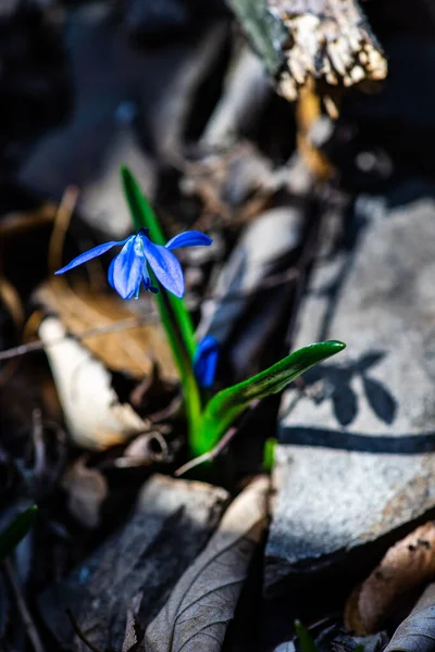 Första Våren Blå Scilla Siberica Blommor Vild Skog — Stockfoto