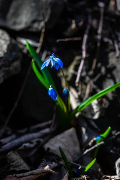 Eerste Lente Blauwe Scilla Siberica Bloemen Een Wild Bos — Stockfoto