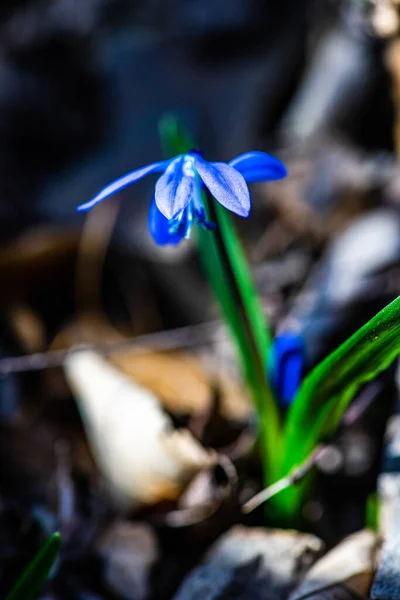 Pierwsza Wiosna Niebieskie Scilla Siberica Kwiaty Dzikim Lesie — Zdjęcie stockowe