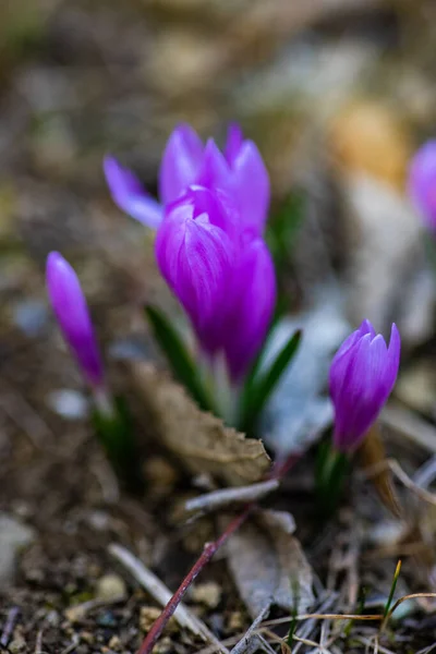 Colchicum Autumnale Běžně Známý Jako Krokus Louka Šafrán Nebo Nahá — Stock fotografie