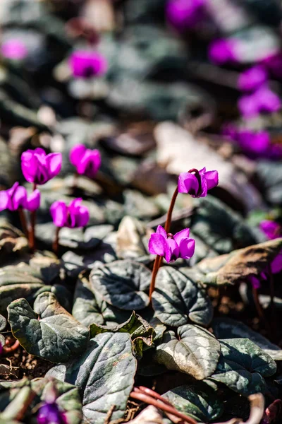 Első Tavaszi Virágok Erythronium Sibiricum Tavaszi Idő Kártya Fogalom — Stock Fotó
