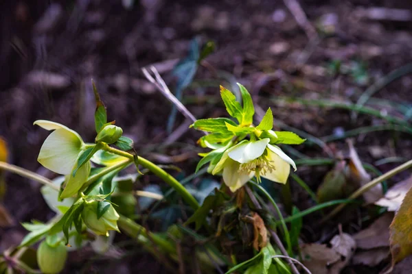 Ormanda Nadir Helleborus Çiçek Yakın — Stok fotoğraf